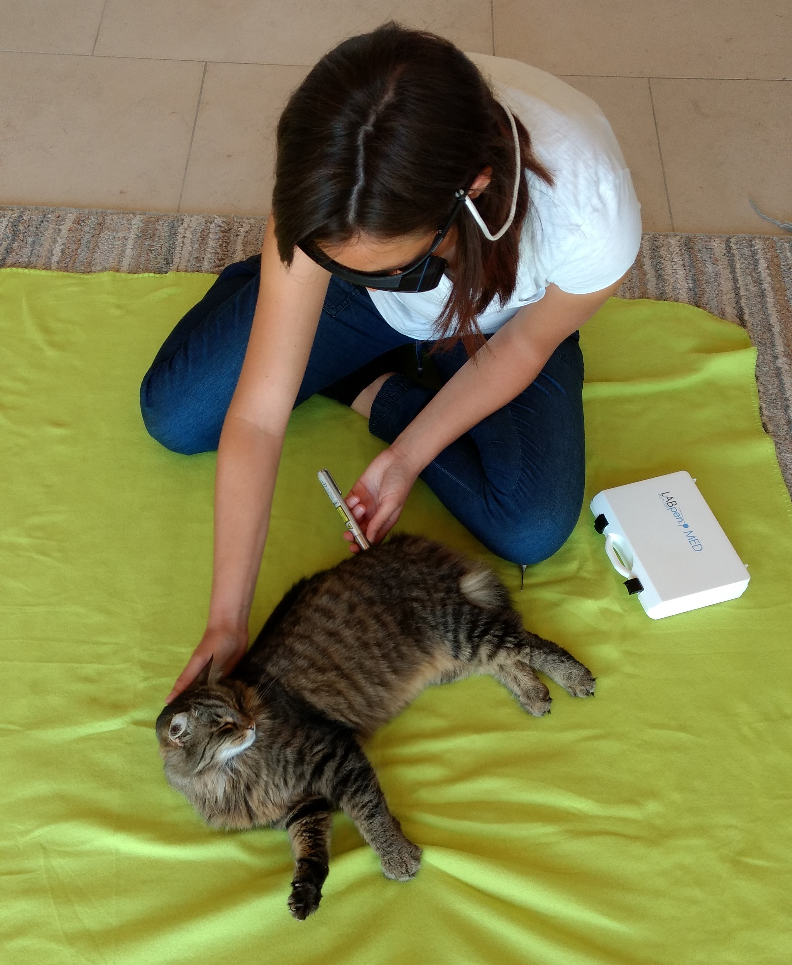 Lasertherapie bei Katzen