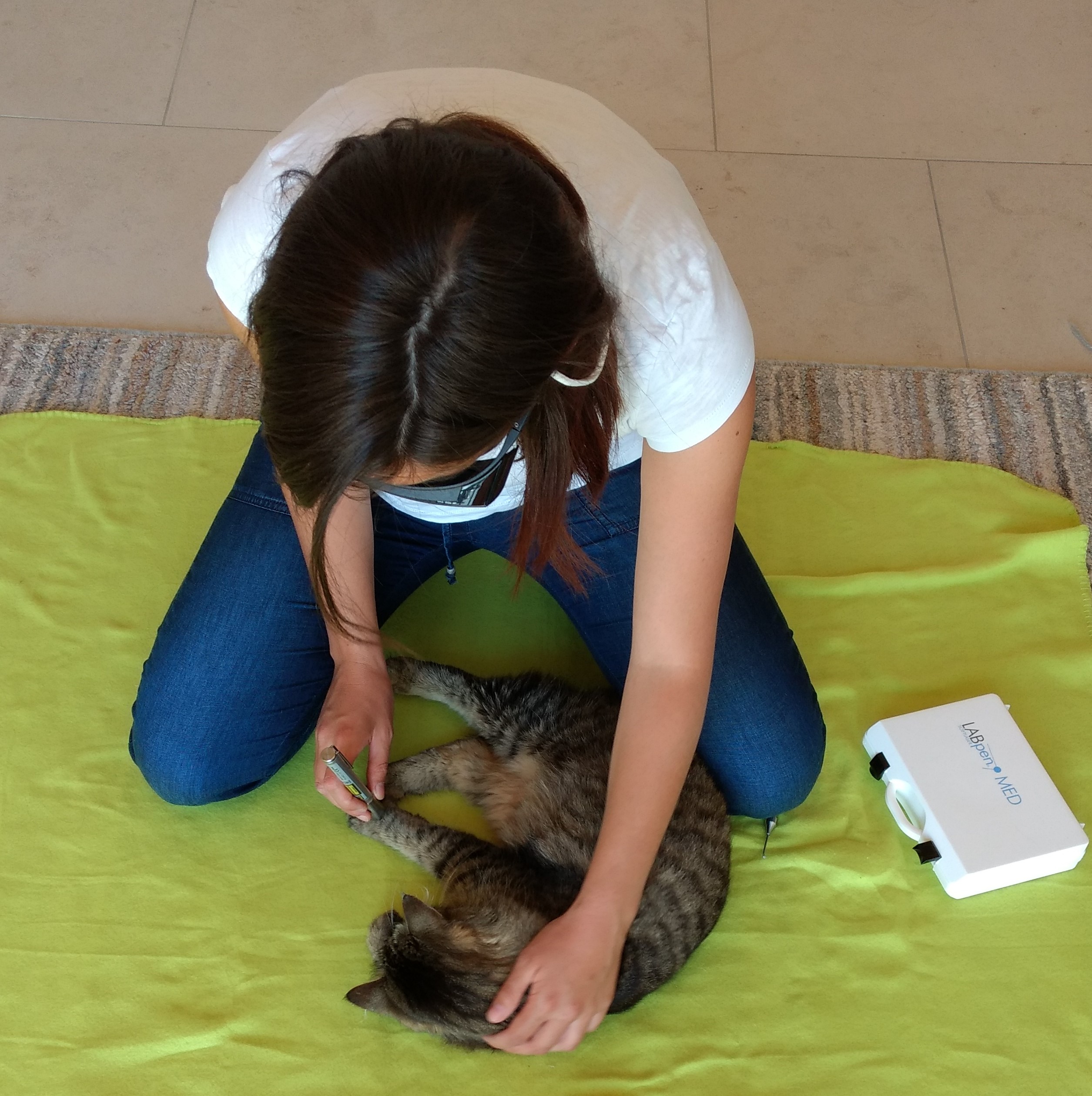 Laserbehandlung Katze