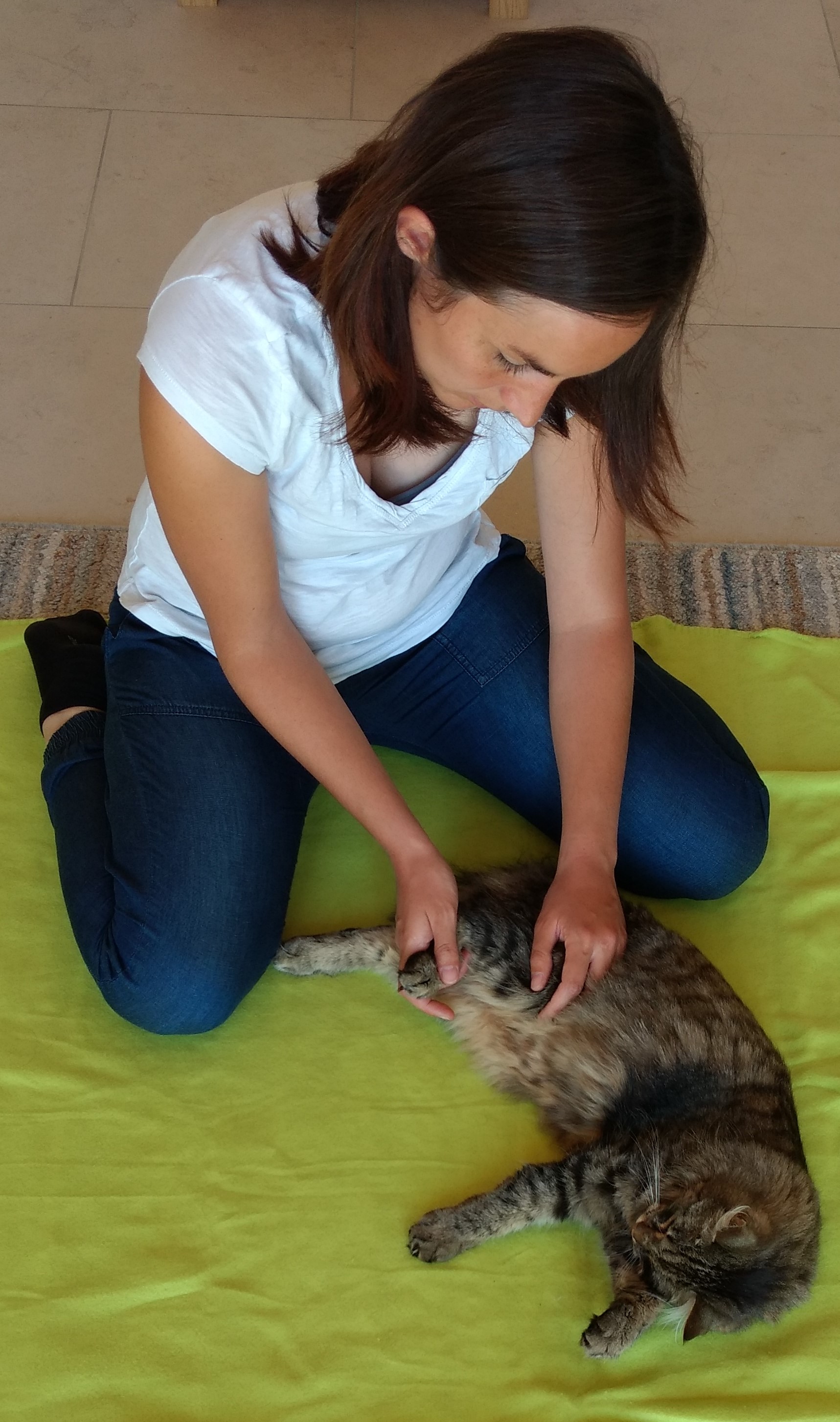 Katze Physiotherapie Tier Tierphysiotherapie Manuelle Therapie