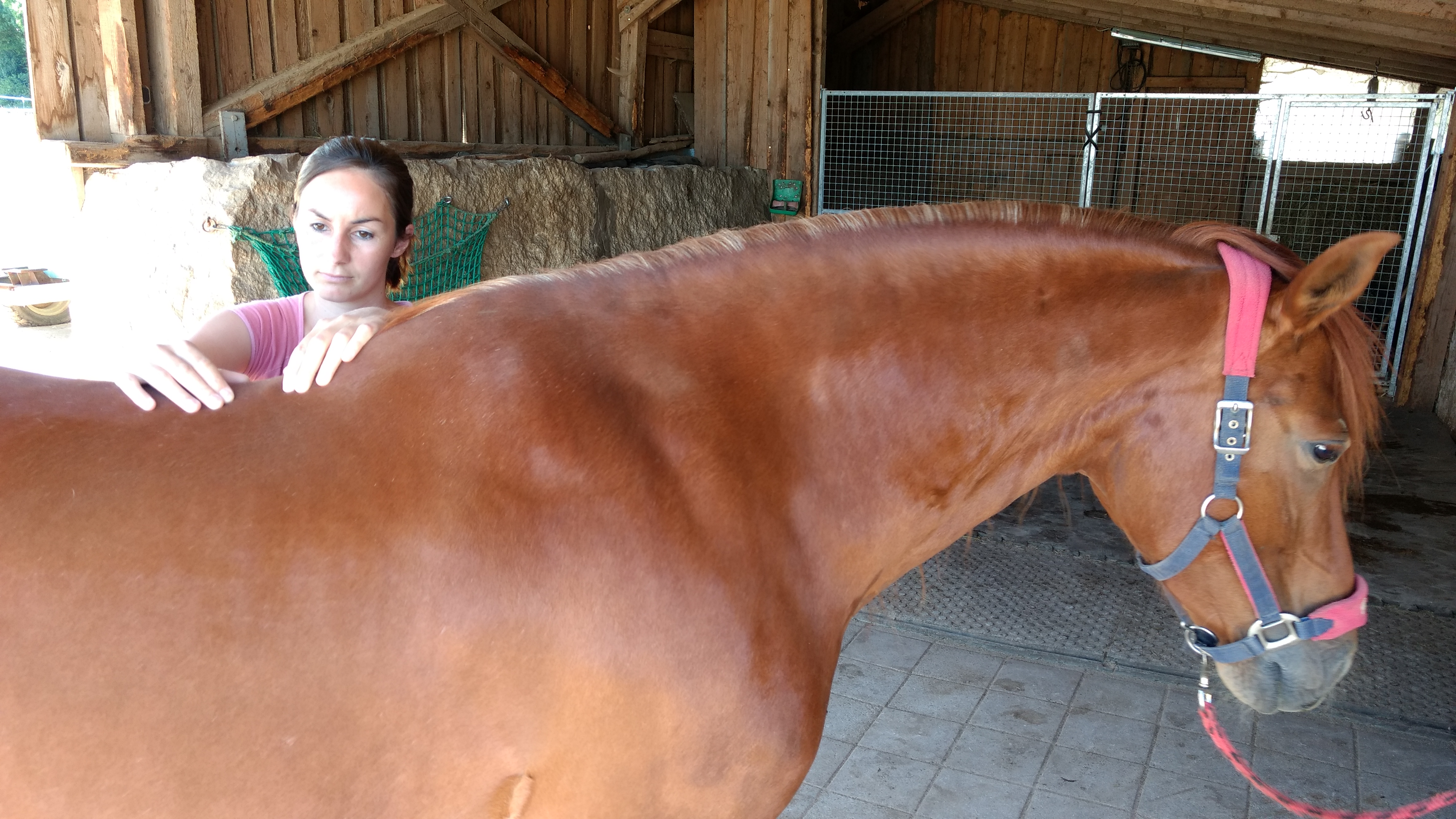 Pferd Physiotherapie Tier Tierphysiotherapie Manuelle Therapie