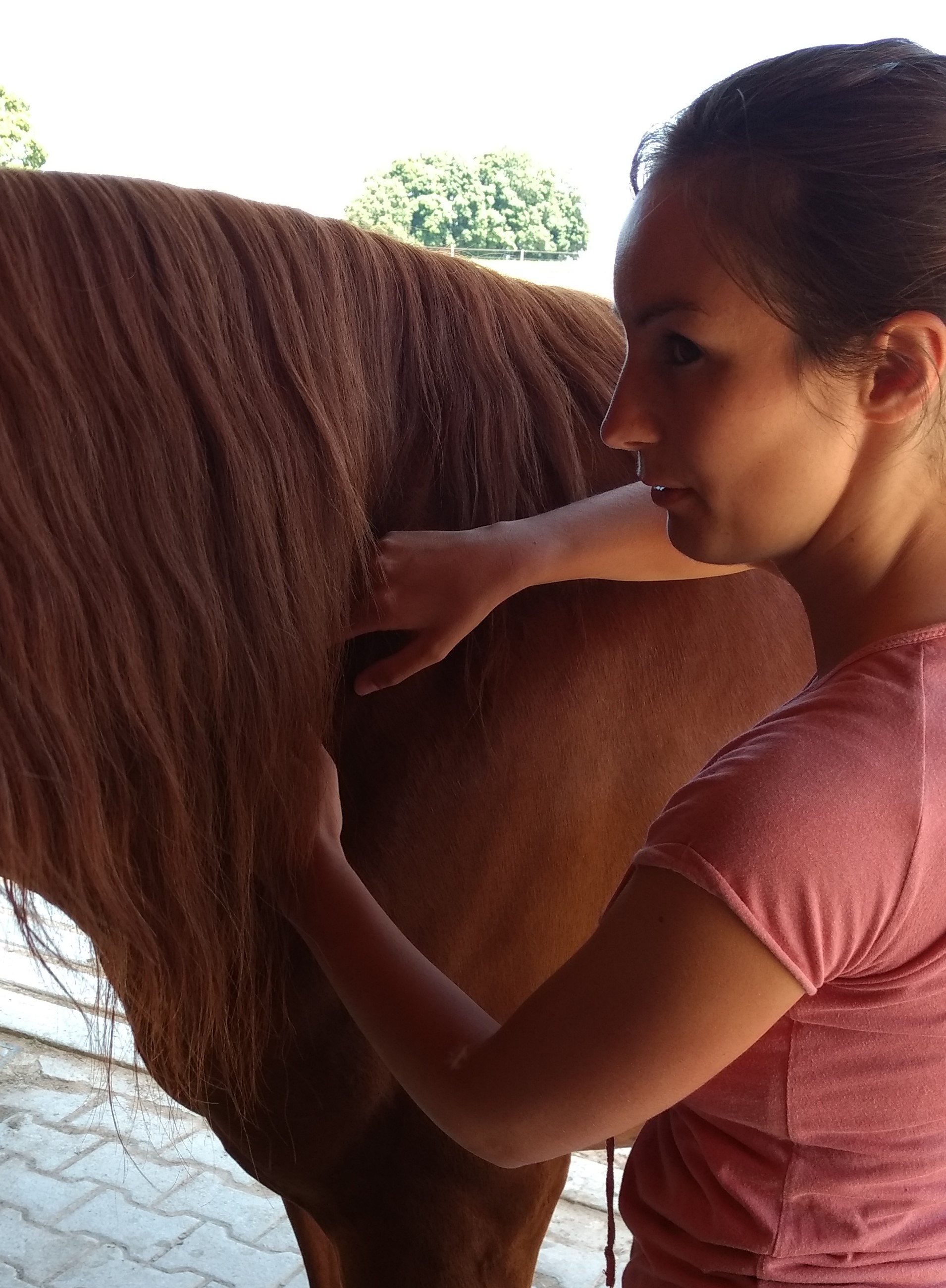 Pferd Physiotherapie Tier Tierphysiotherapie Manuelle Therapie