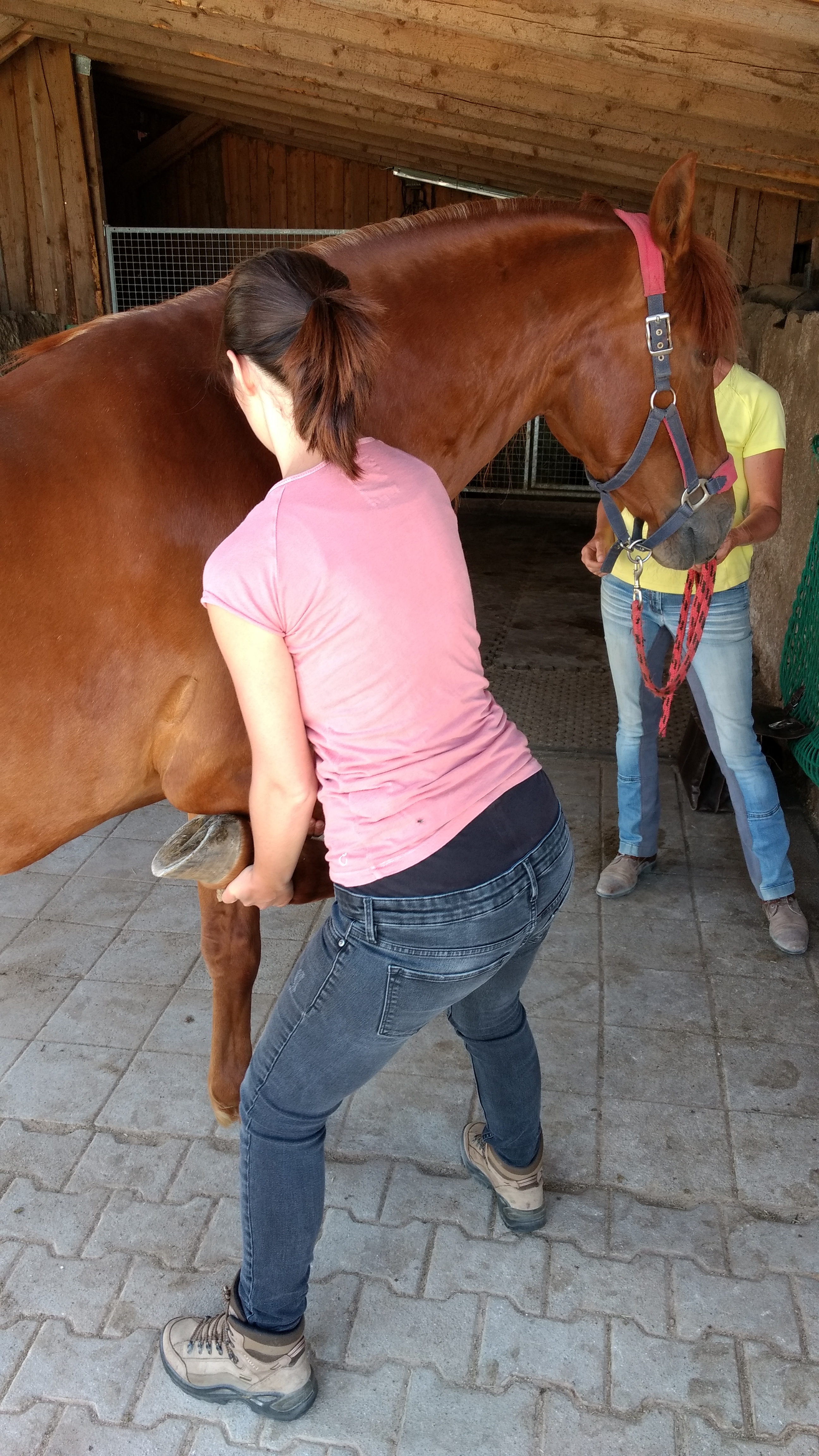 Pferd Physiotherapie Tier Tierphysiotherapie Therapeutische Gymnastik Beispiel 1